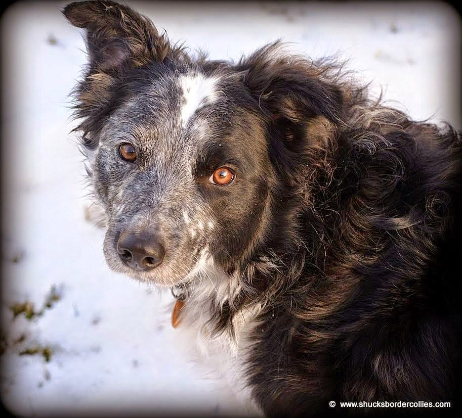 Below are Re-Homed dogs from the Farm.  Scout