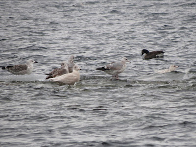Glaucous Gulls, Herring Gulls & Great Black-backed Gull - Heritage Point, Bath, ON