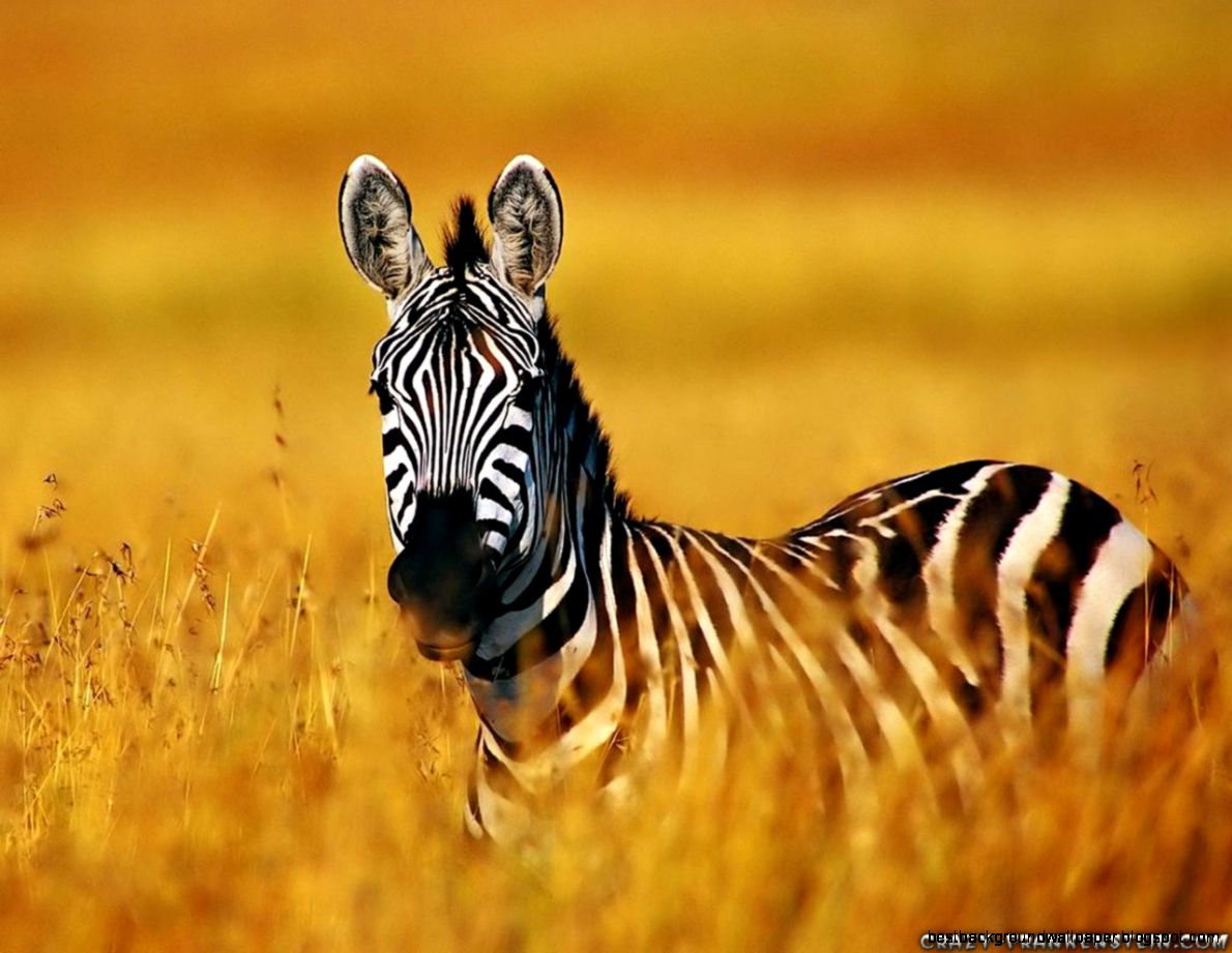 Zebra Animal Desktop Backgrounds Zebra Animal Desktop Backgrounds