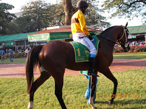 "BE SAFE" the 70/100 favourite in the paddock parade on "Indian Derby-2015".