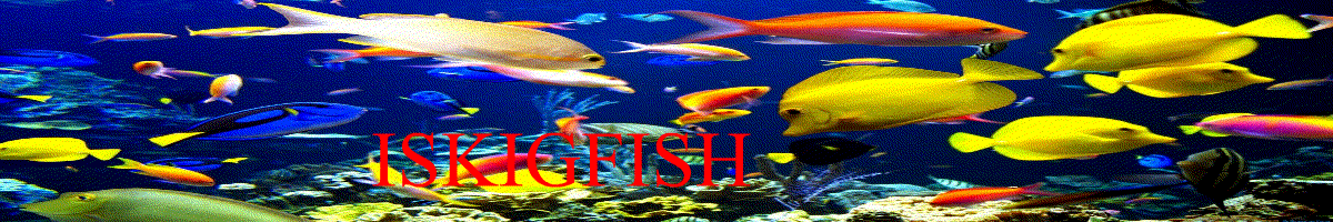 iskigfish