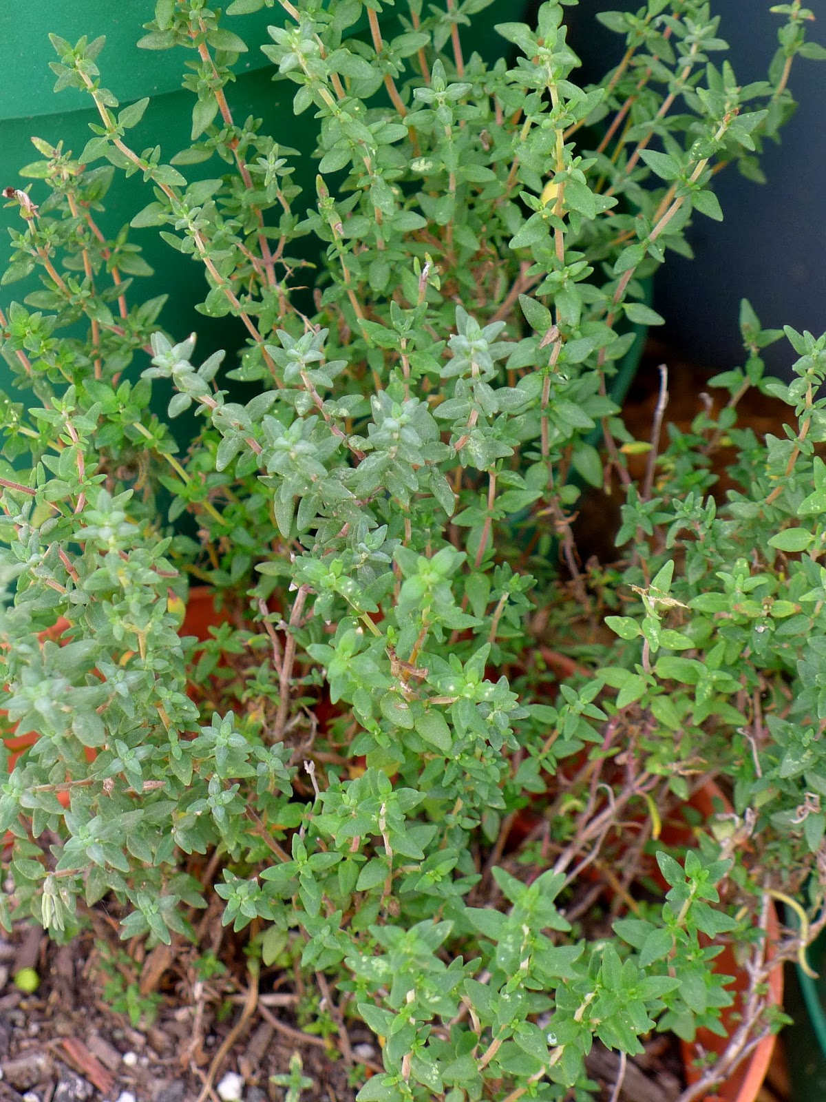 Less Noise, More Green What to do with herbs over winter