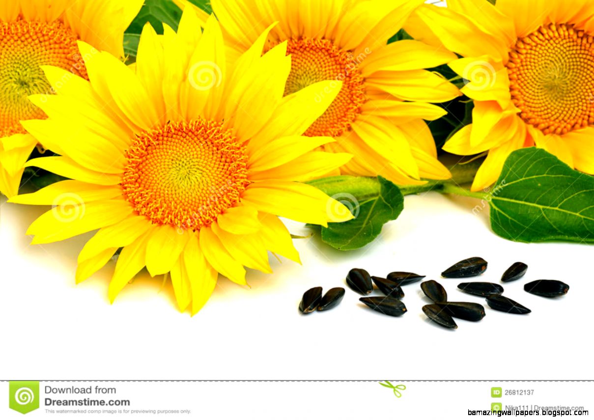 Bright Yellow Sunflowers And Sunflower Seeds Royalty Free Stock Bright Yellow Sunflowers And Sunflower Seeds Royalty Free Stock