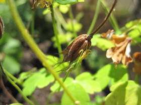 columbine canadensis aquilegia