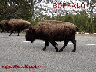 Buffalo in Yellowstone