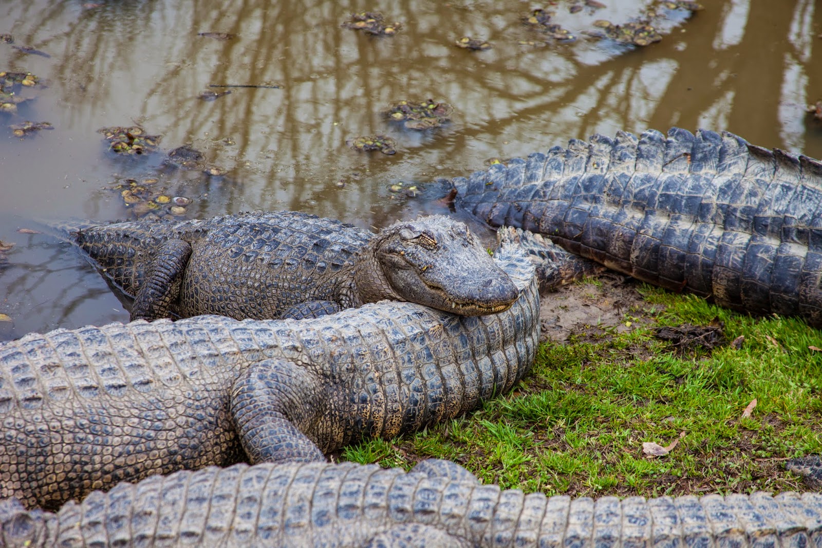 JaredDavidsonPhotography East Texas Gator Farm