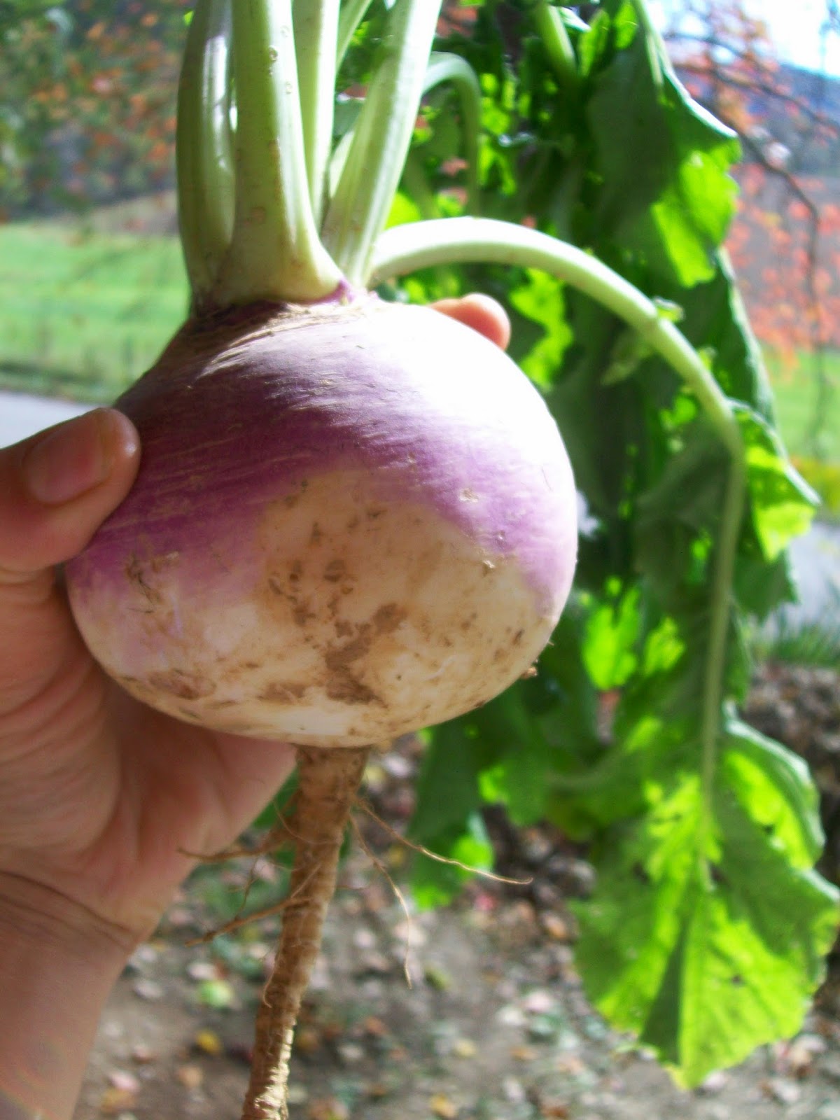 Vegans Living Off the Land List of Frost loving vegetables to grow