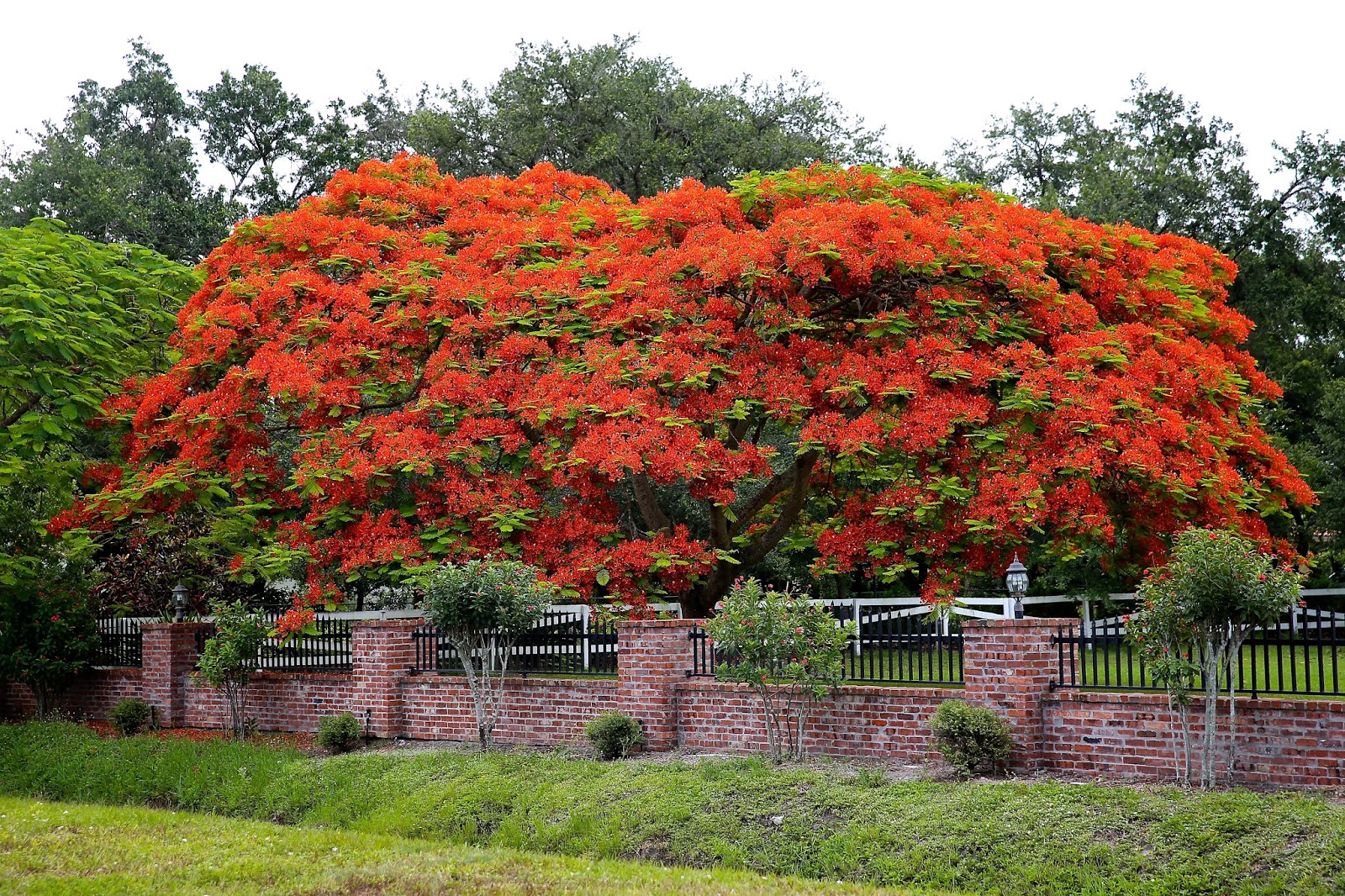 Sweet Southern Days An Amazing Royal Poinciana Tree