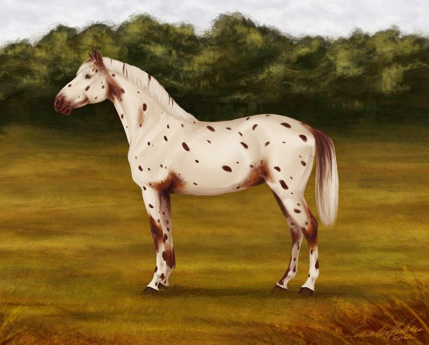 Resultado de imagen de Hermosos caballos