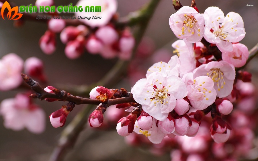 [Image: Nhung-loai-hoa-nen-chung-trong-nha-ngay-tet-2.jpg]