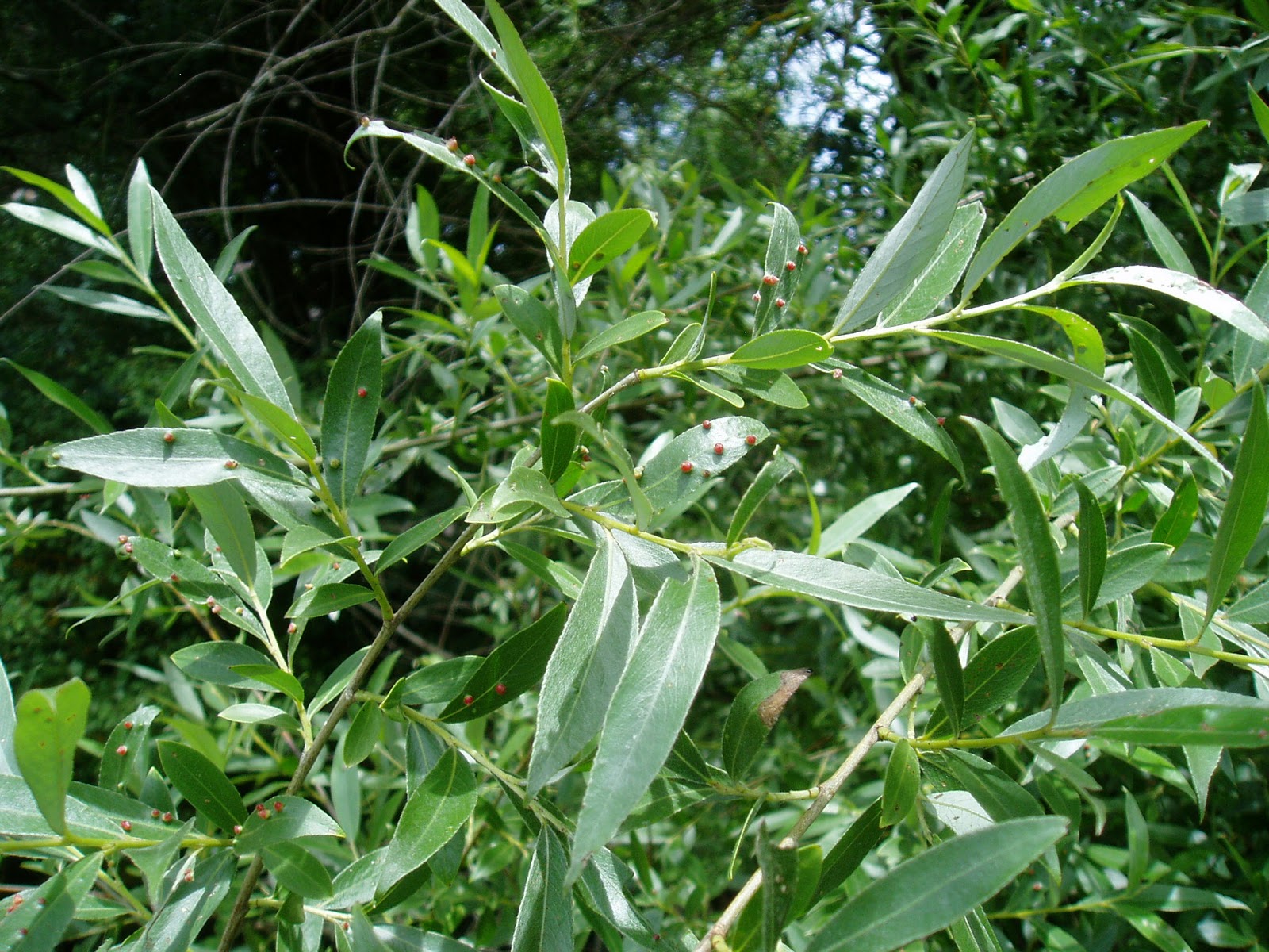 SAUCE Salix alba Plantas rioMoros