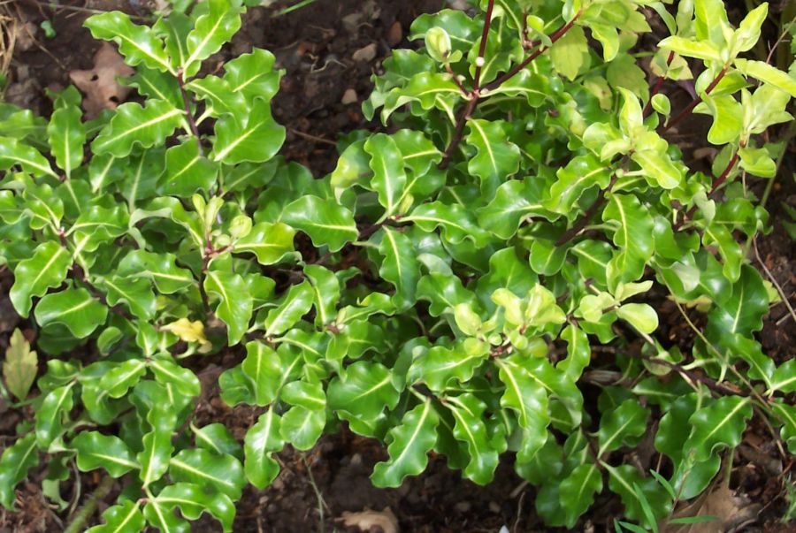 Garden Shrubs Greenery For Cutting And Arranging