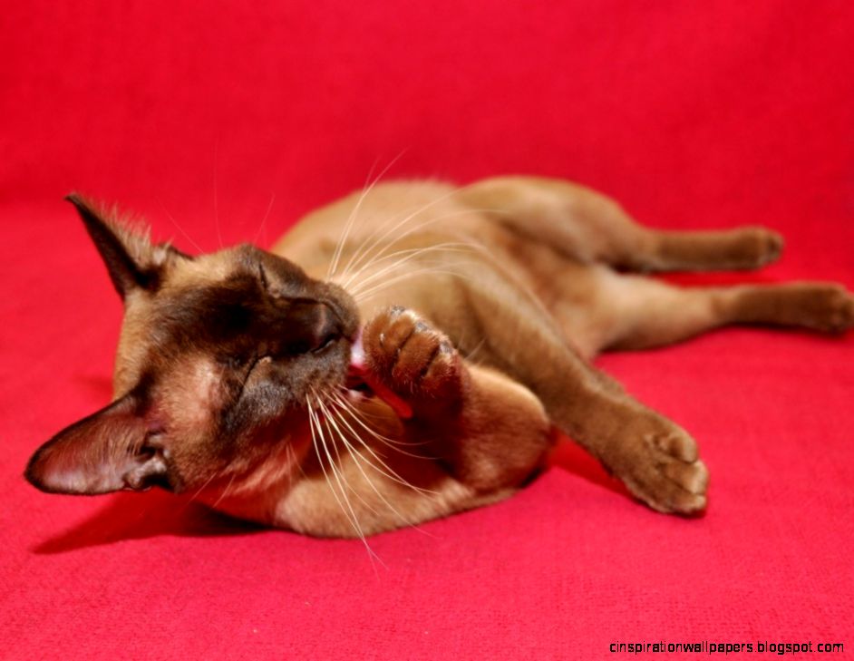 Background Computer Desktop Funny Cats Background Computer Desktop Funny Cats