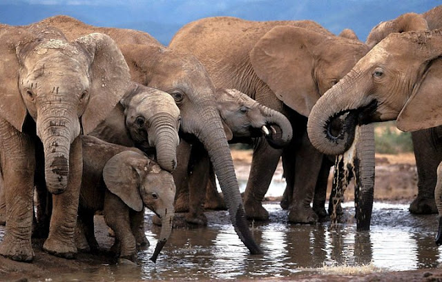 Elefantes em grupo