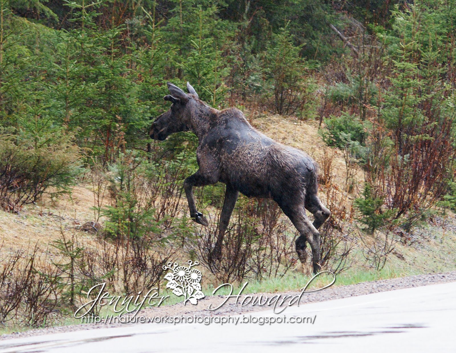 bull moose photos