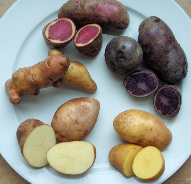 Highland Burgundy, Salad Blue, Mayan Gold, Golden Wonder and Pink Fir Apple. Potatoes supplied by Carrolls, apart from the Pink Fir Apples