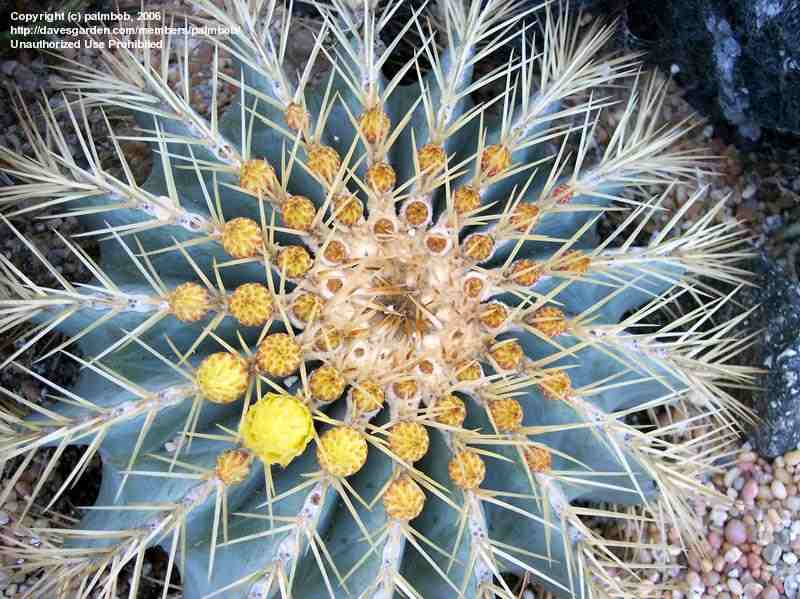 Trees Ferocactus glaucescens Blue Barrel Cactus