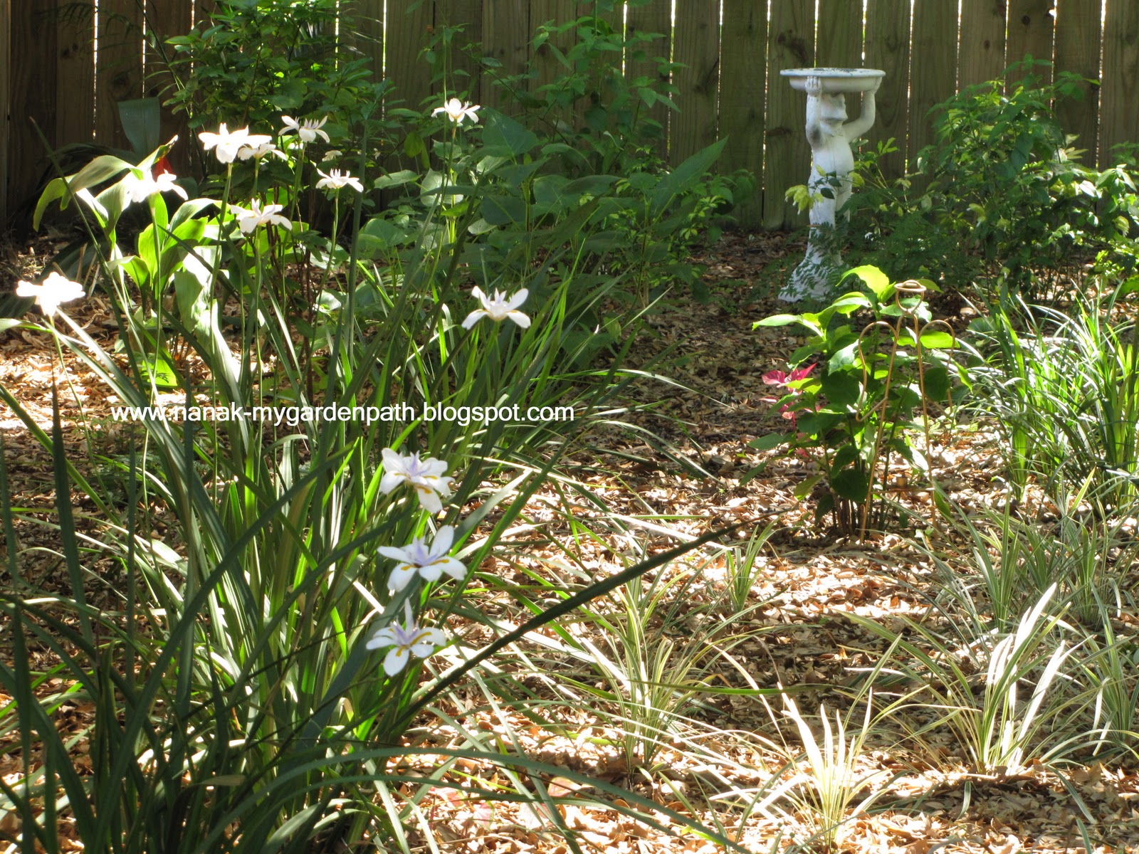 My Garden Path Under The Oak Tree