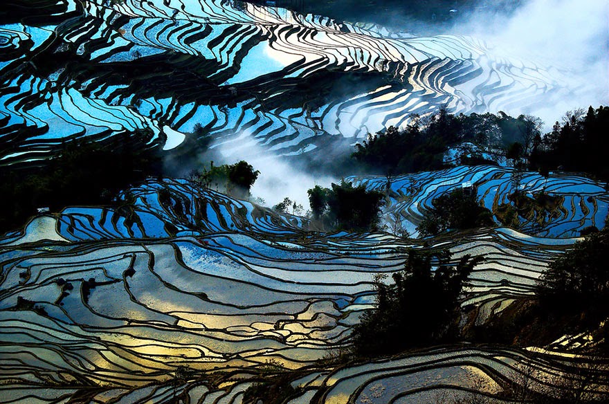 rice field el naturalista