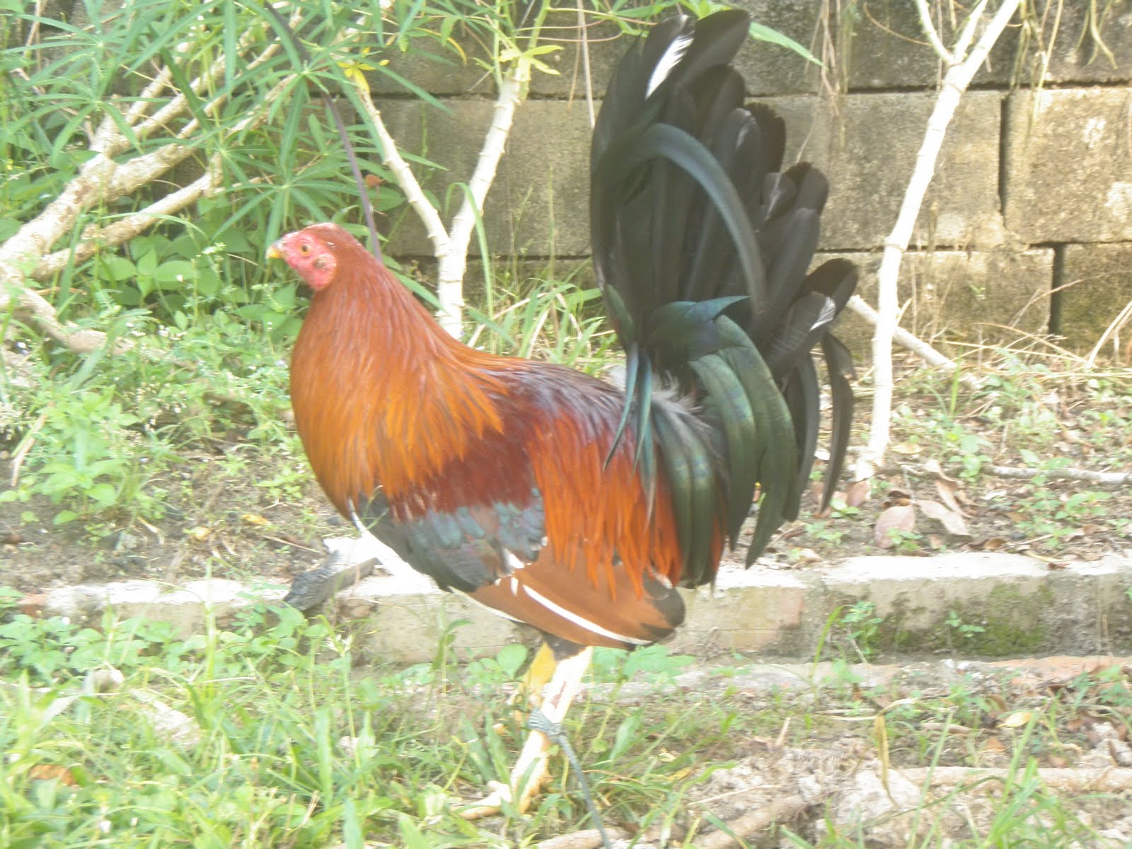 Blue Gamefowl