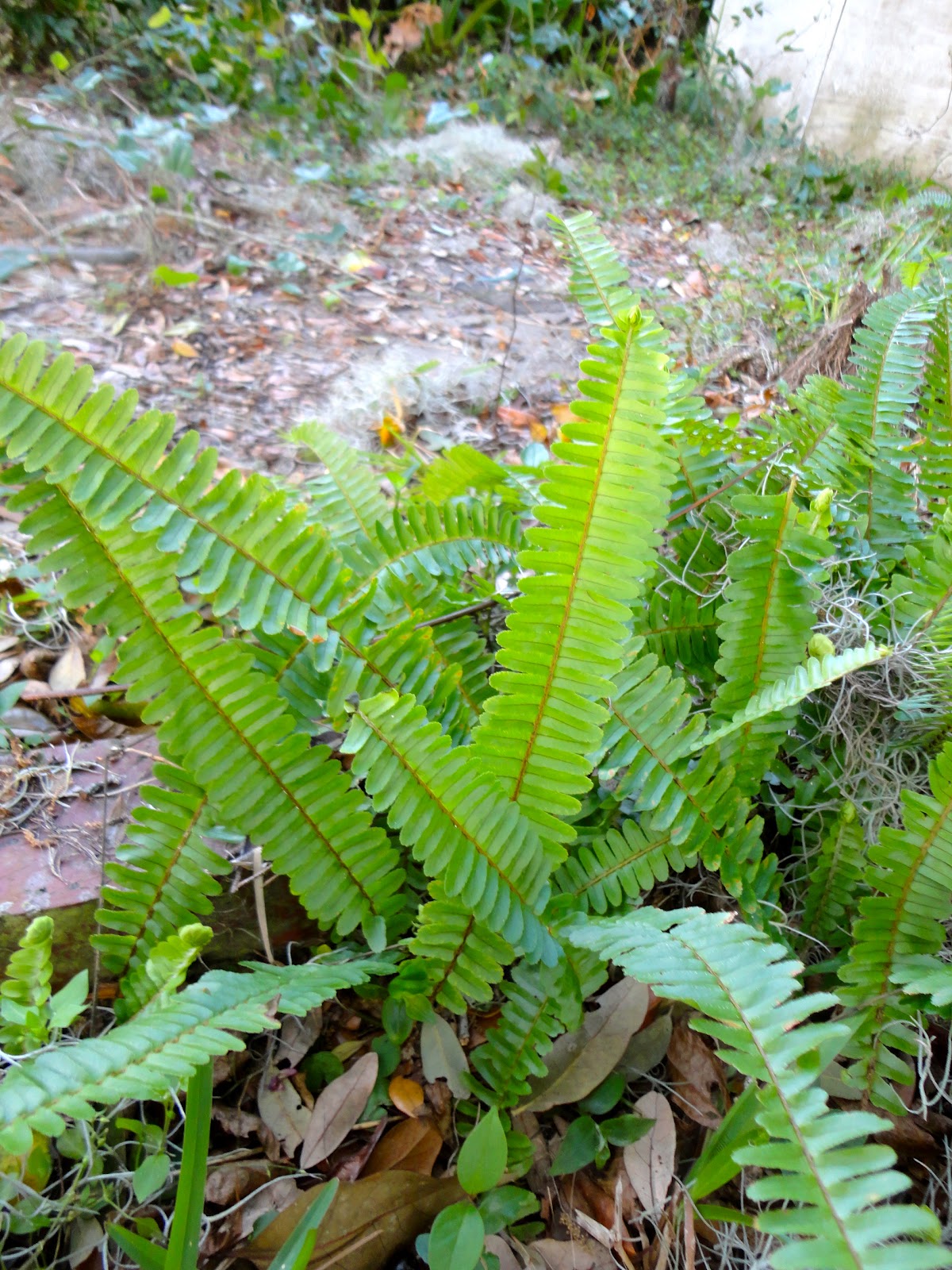 Fern pdf