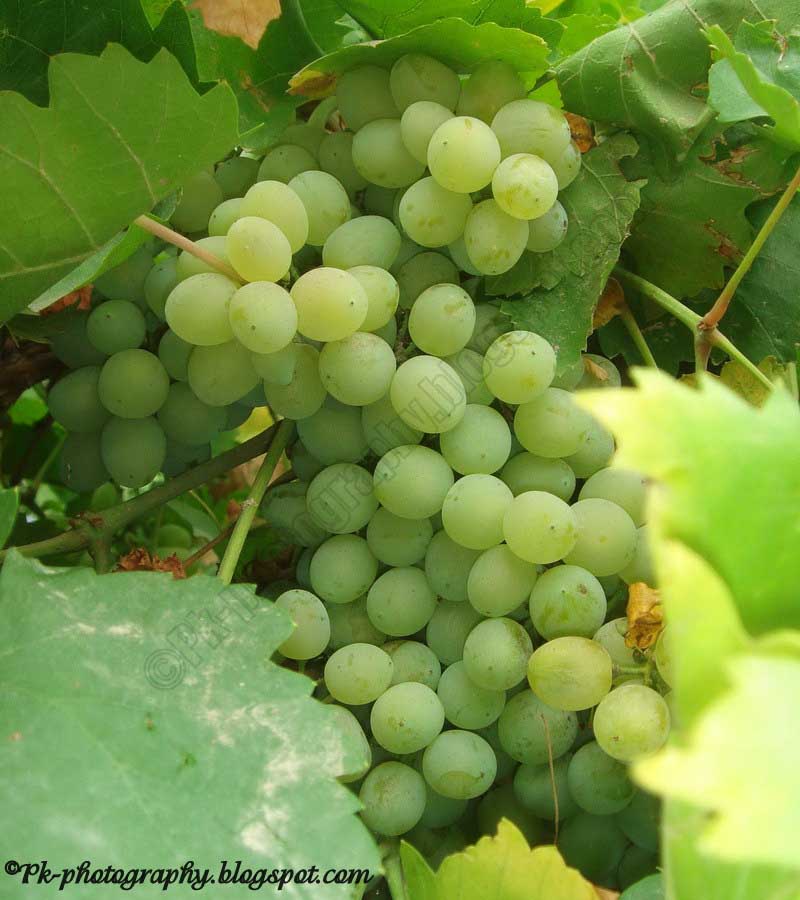 Bunch Of Grapes Nature, Cultural, and Travel Photography Blog