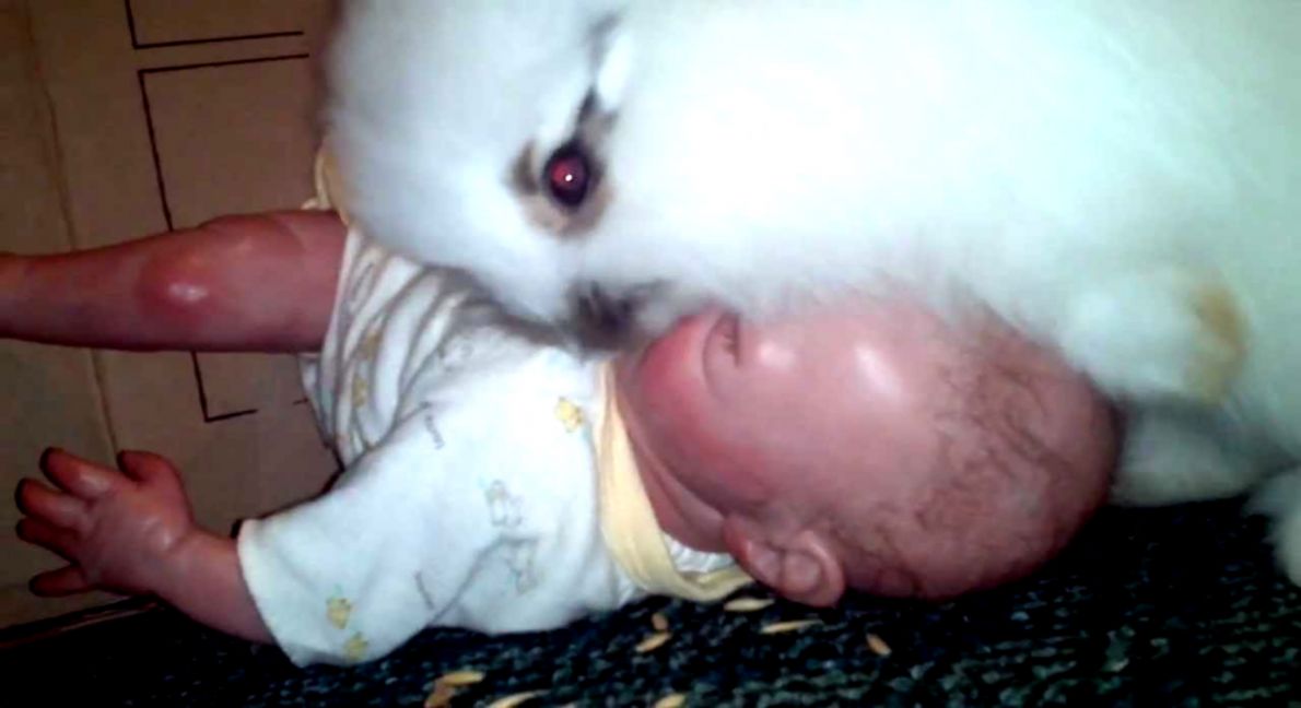 lionlop bunnies eating newborn baby YouTube