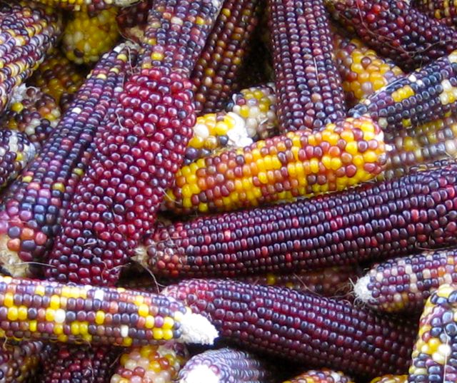 growing popcorn