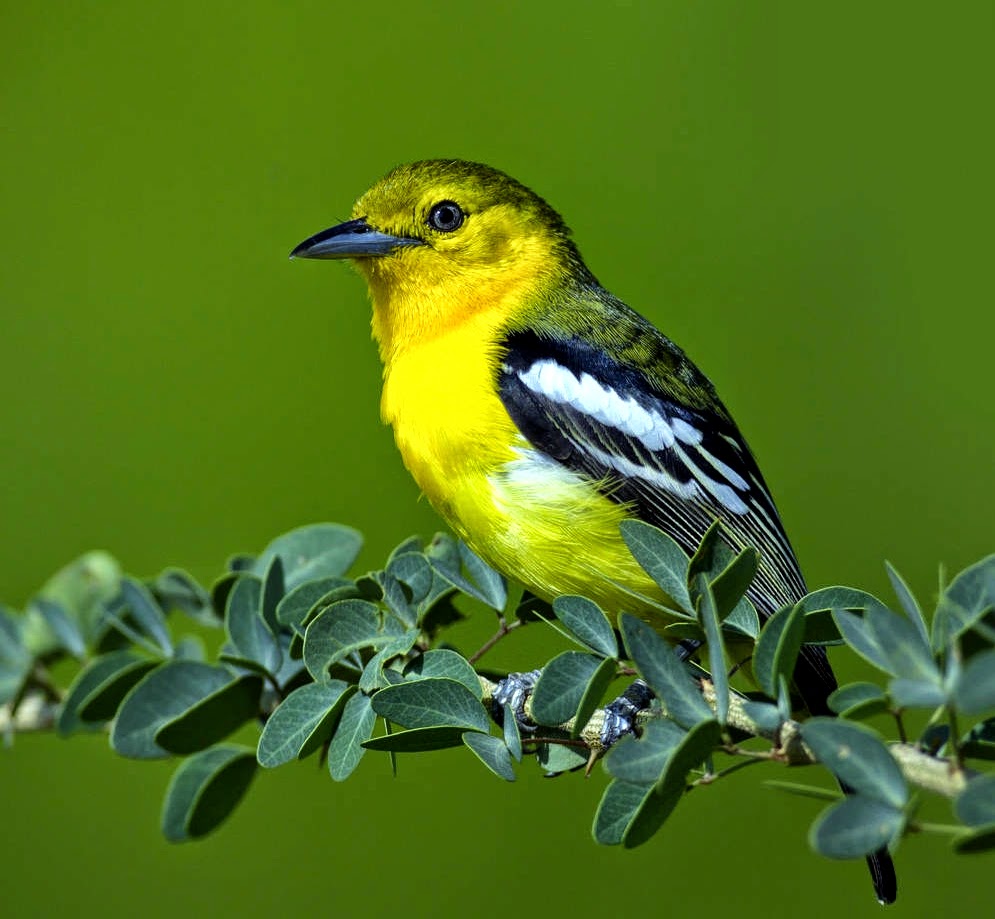 Cara Merawat Burung Cipoh,Cipow, Sirtu Agar Cepat Gacor