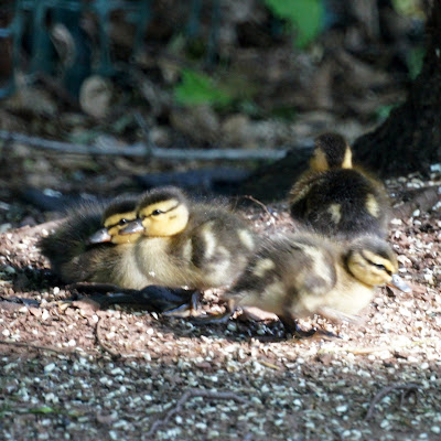 Baby Ducks