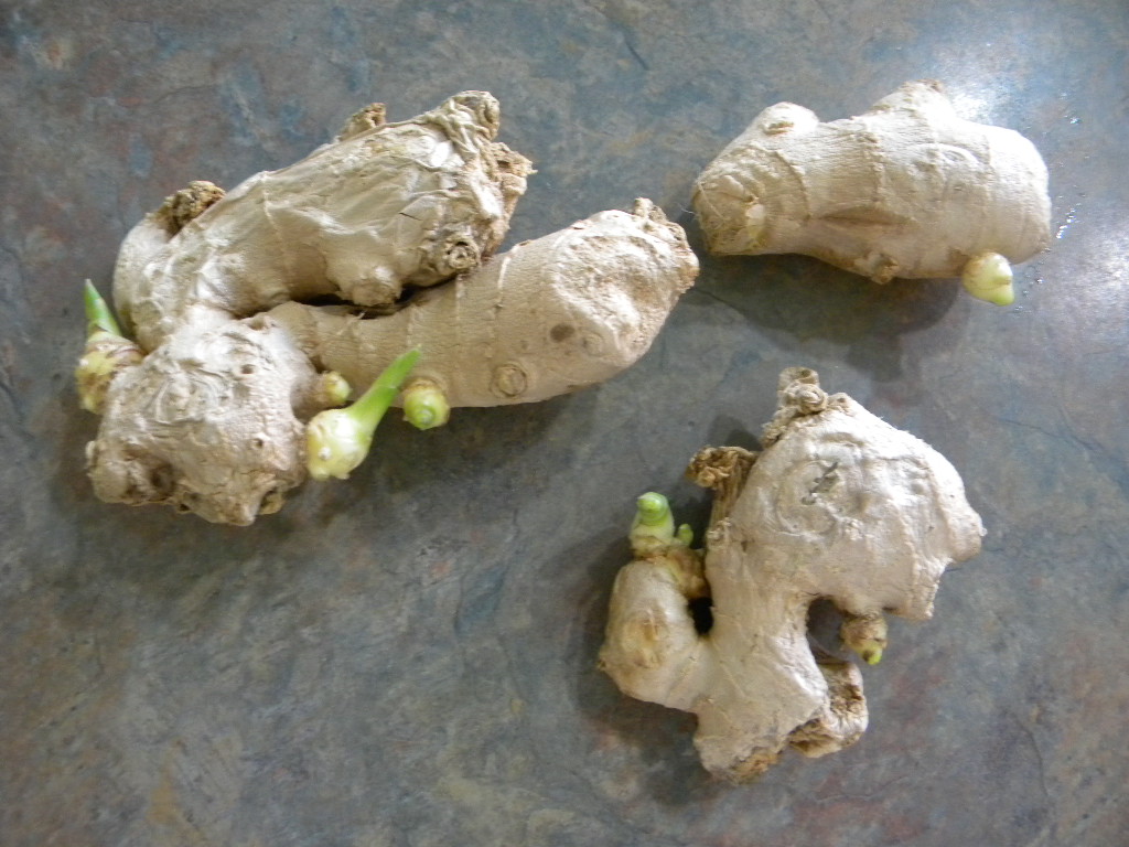 Clifford Manthey Ginger Root Buds planting