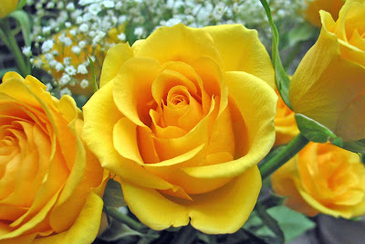 Mawar Kuning gambar mawar cantik warna kuning bunga