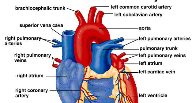 Dr.Y.M.Kadiyani: External Heart Anatomy