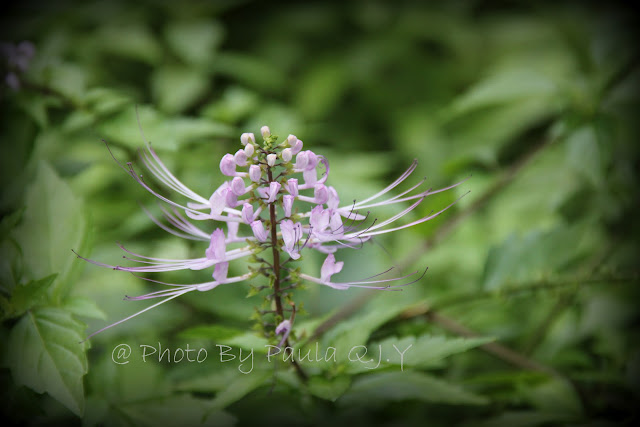 Yellow Forsythia Bushes In Spring Landscape Photos