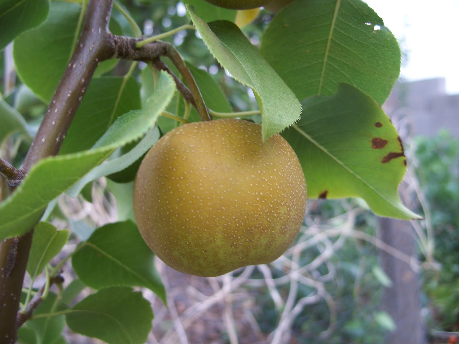 asian pear tree
