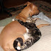 20 Cats And Dogs Hugging It Out