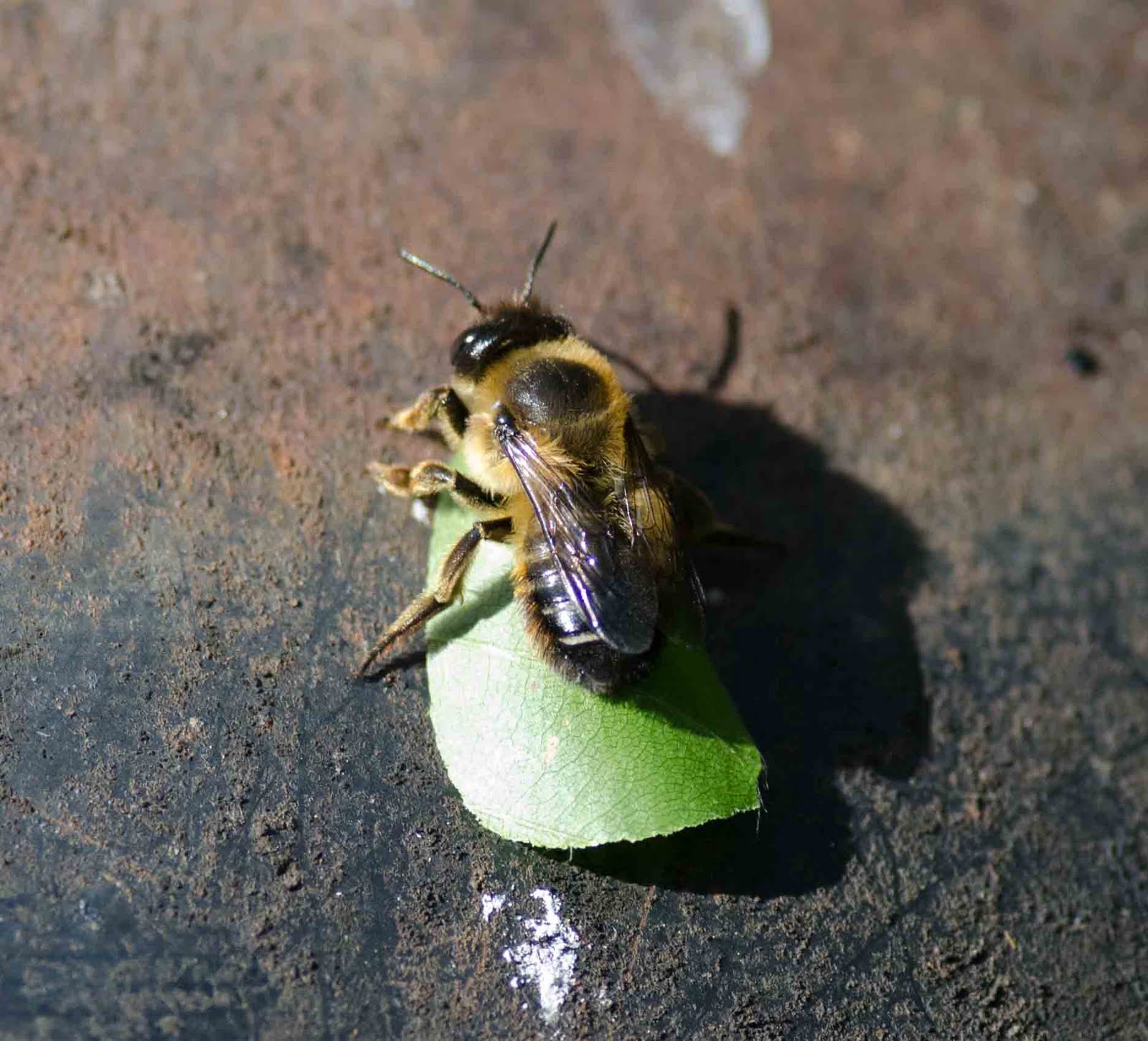 Gower Wildlife Leafcutter Bee in the Garden