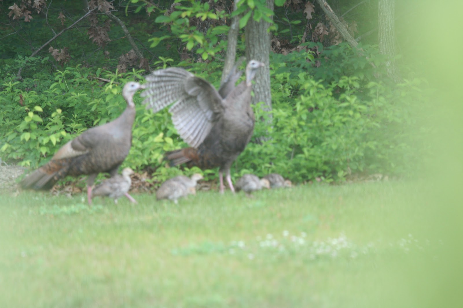 Franklin County (PA) Gardeners Turkey Hens and Poults