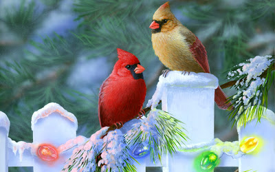 Bird Directory: Northern Cardinal of Christmas
