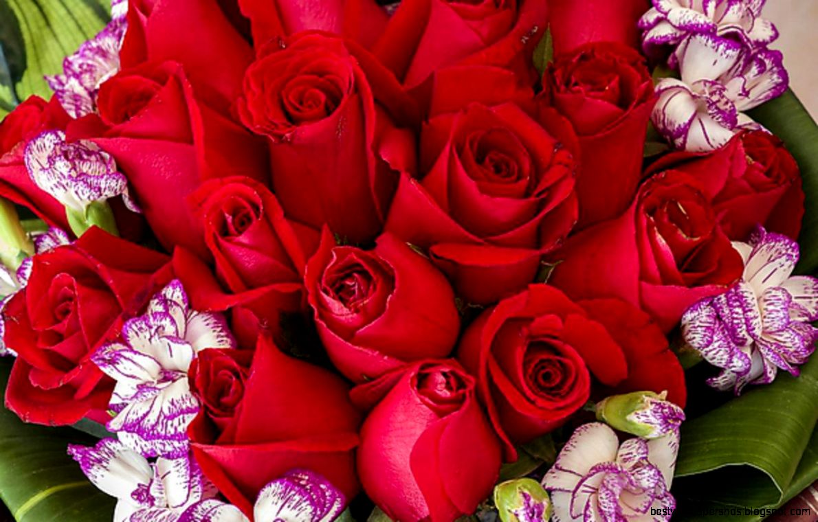beautiful roses 87615 Beautiful Colorful Pictures beautiful roses 87615 Beautiful Colorful Pictures