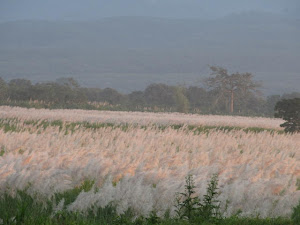 Sugar Cane Fields