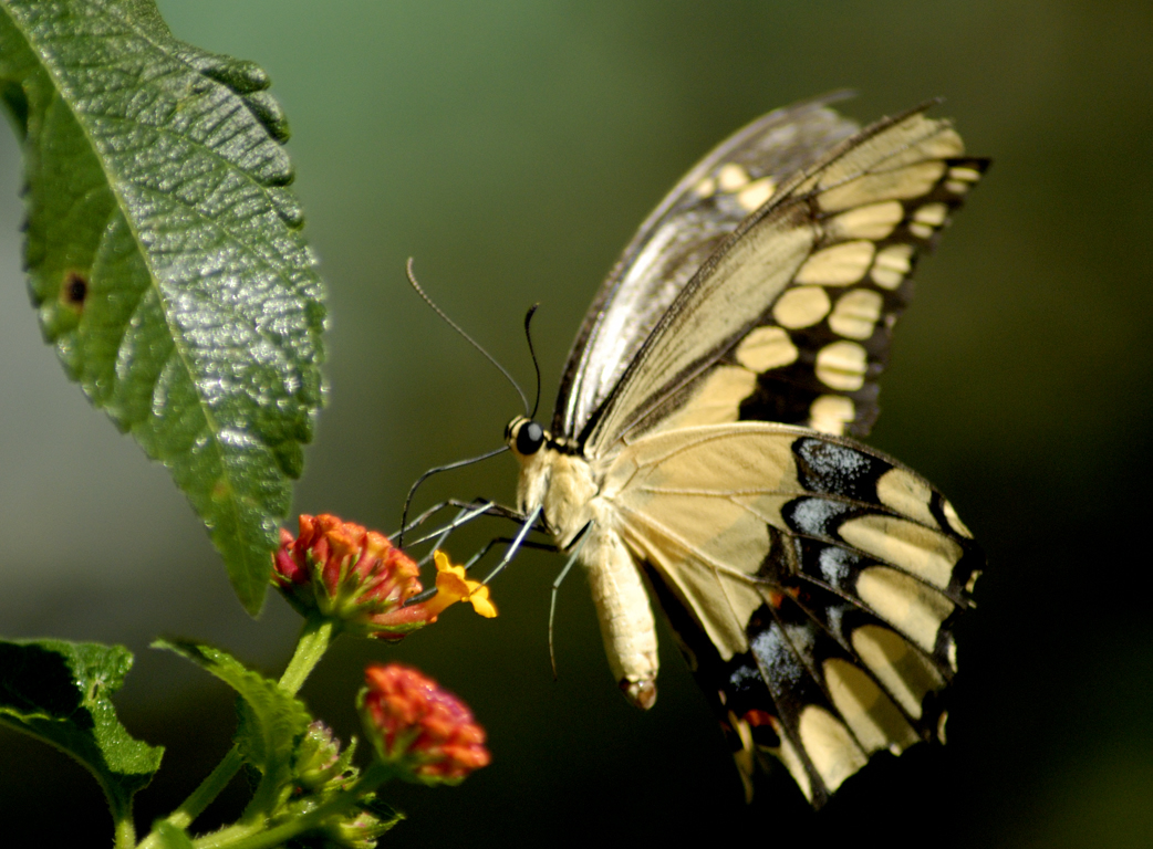 butterflies walpaper funny animal