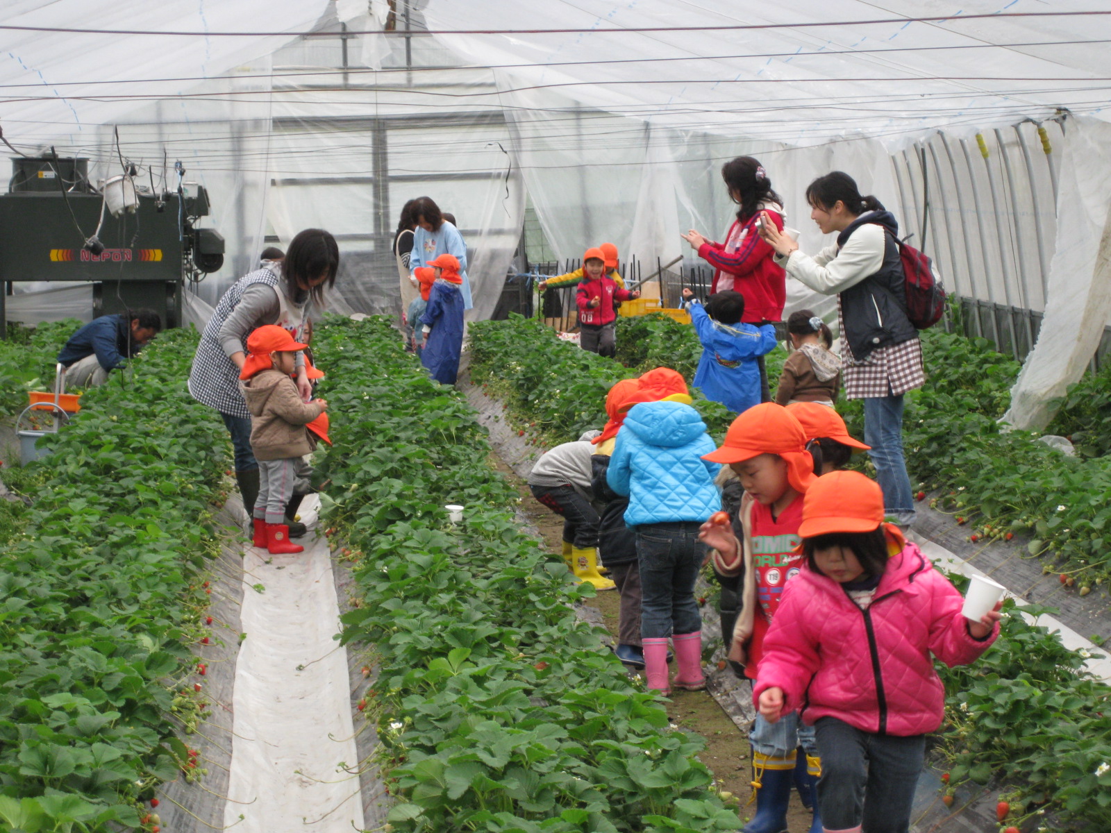 Sights, Events and Activities Info. in Osaka Let's enjoy Strawberry