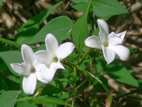 Beyaz cicekli yasemin sarmaşığı - jasmin jasminum officinale / Sarılıcı ve tırmanıcı bitkiler - sarmaşık çeşitleri