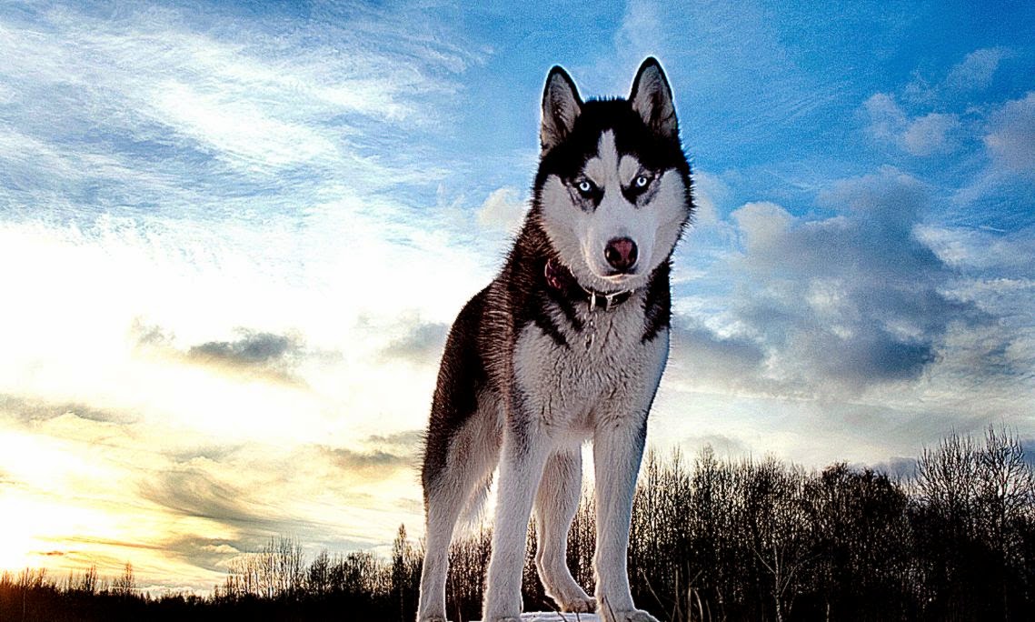 Husky Dog widescreen wallpaper Wide Husky Dog widescreen wallpaper Wide