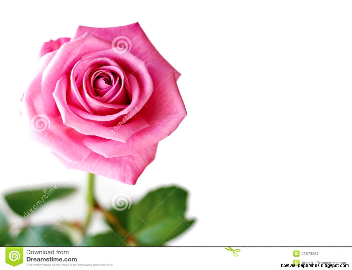Beautiful Pink Rose Royalty Free Stock Photography Image 23673257 Beautiful Pink Rose Royalty Free Stock Photography Image 23673257