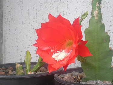 cactus orquidea  flor muda vermelha