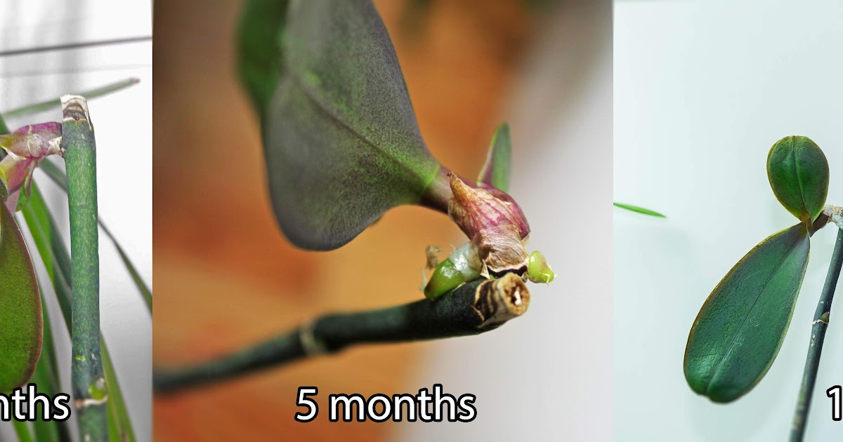 Maria's Orchids Potting the first of the phal keikis