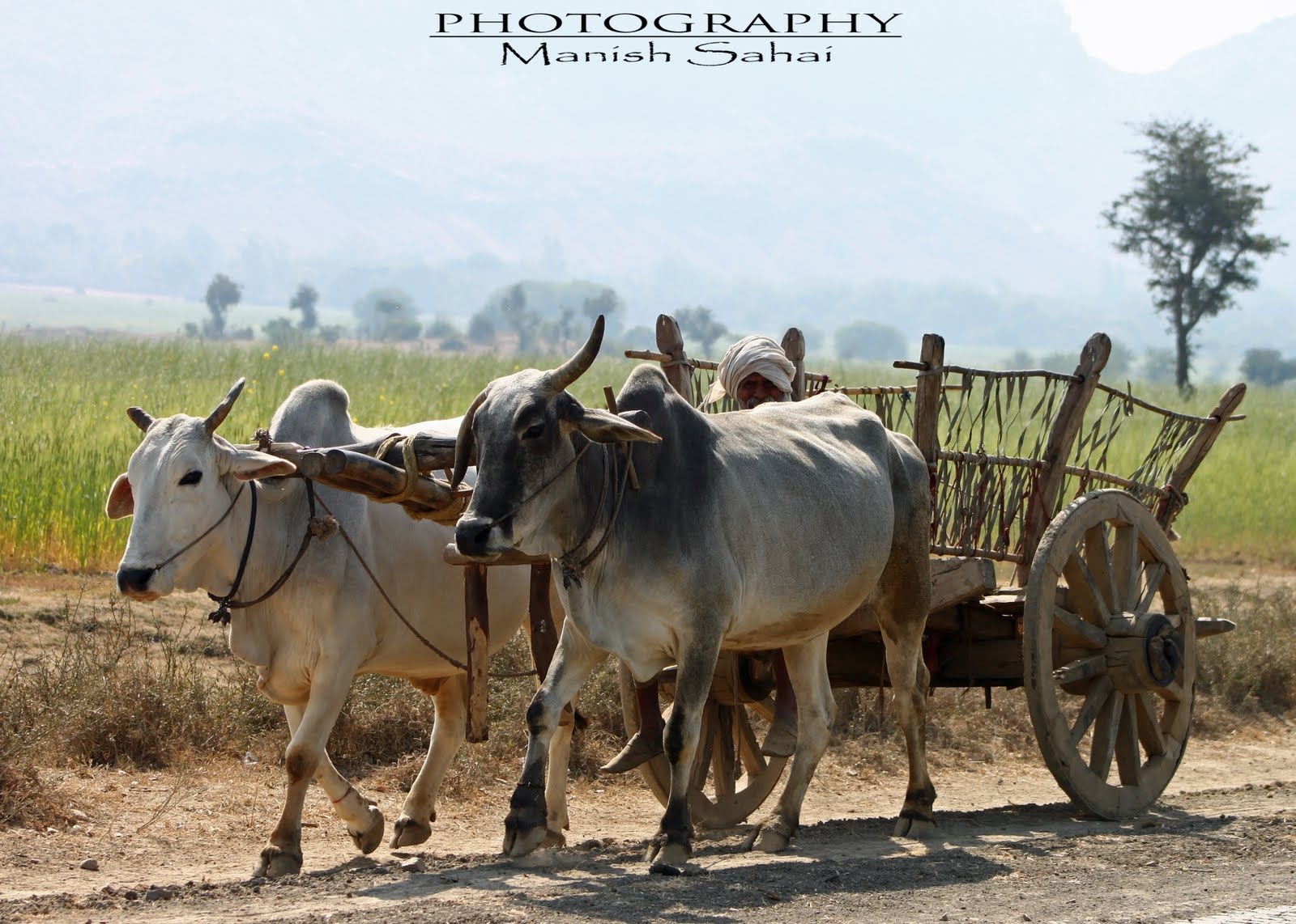 CHHAYA CHITRA Old Bullock Cart