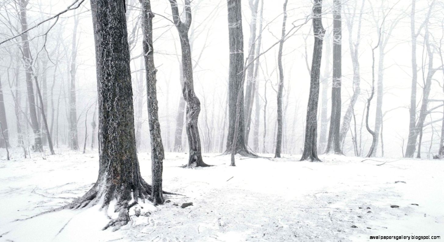 Winter Forest Tumblr Related Keywords Suggestions Winter Winter Forest Tumblr Related Keywords Suggestions Winter